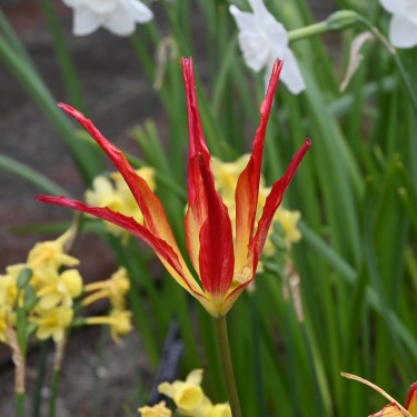 Tulipa acuminata