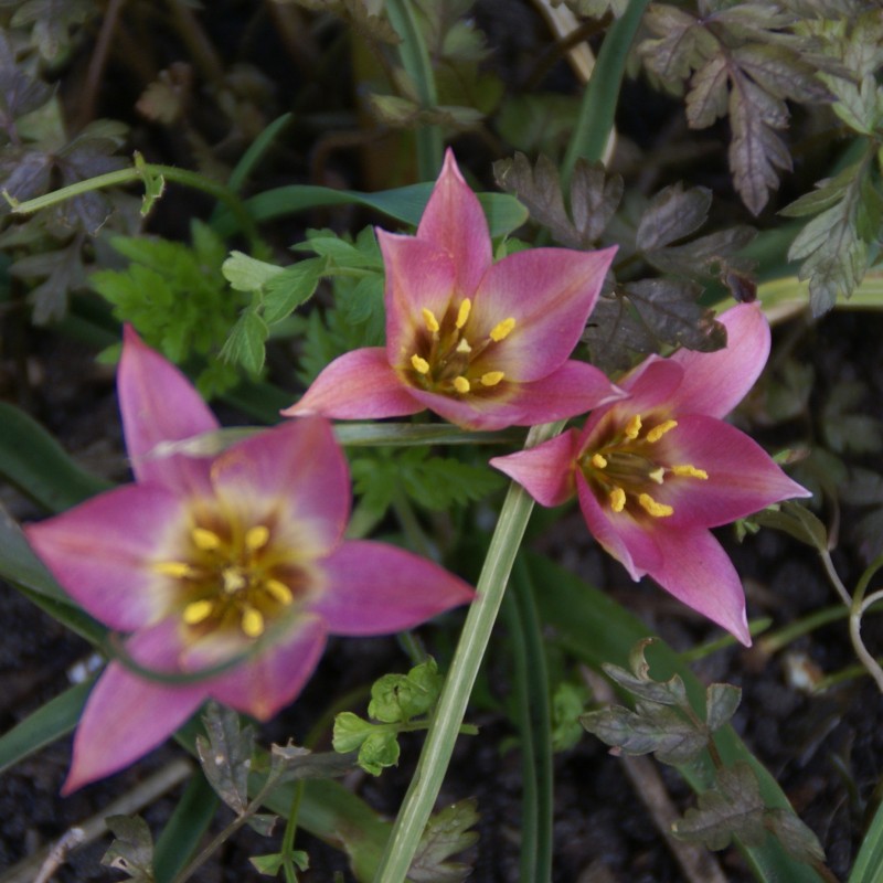 Tulipa aucheriana