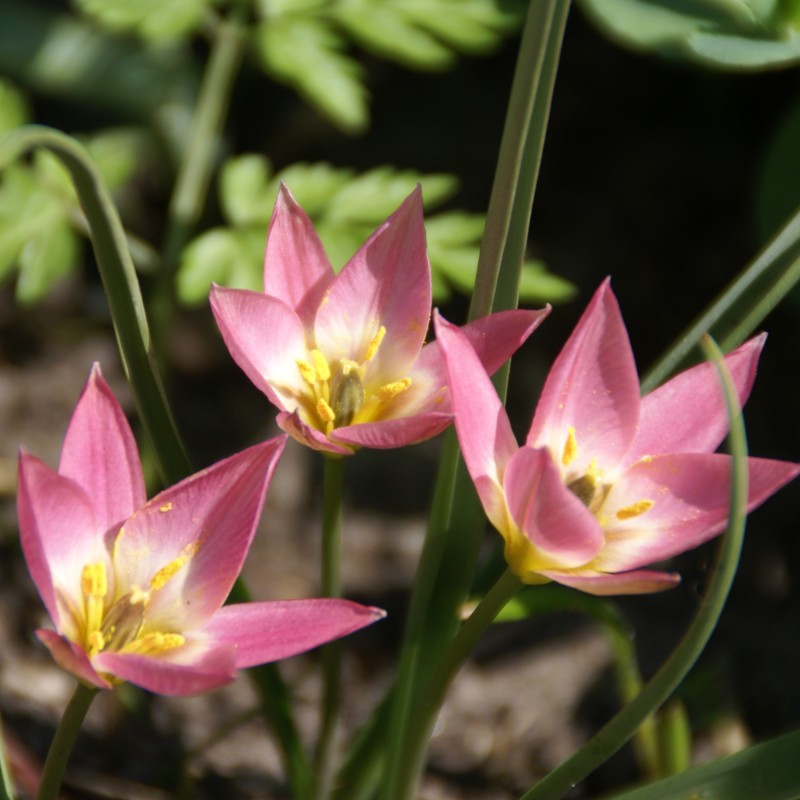 Tulipa aucheriana