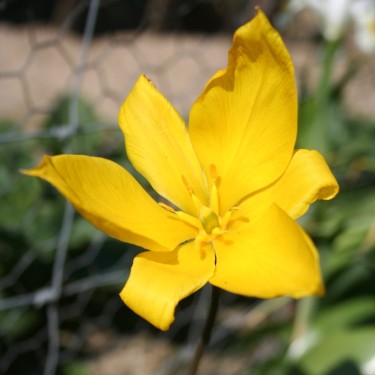 Tulipa sylvestris subsp. australis