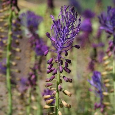 Leopoldia dionysica