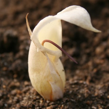 Biarum davisii