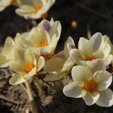 Crocus chrysanthus 'Jeannine'
