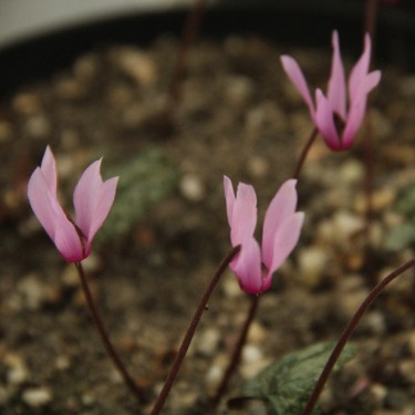 Cyclamen creticum