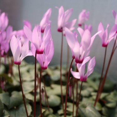 Cyclamen repandum subsp. rhodense