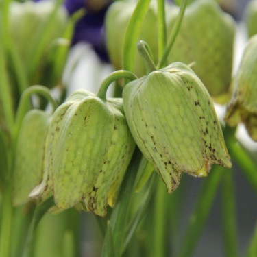 Fritillaria whittallii 'Greenlight'