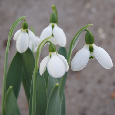 Galanthus 'Snowwhite'