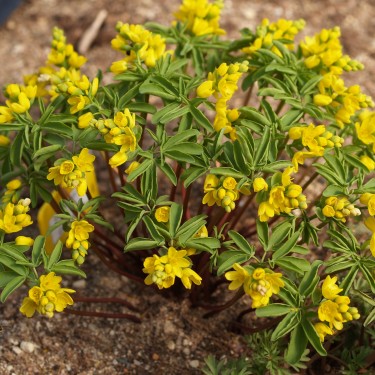 Gymnospermium altaicum