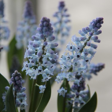 Hyacinthella pallens