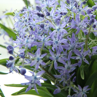 Hyacinthoides italica