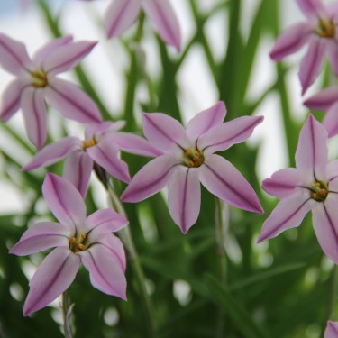Ipheion uniflorum 'Tessa'