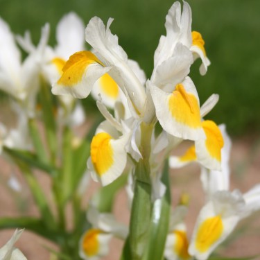 Iris magnifica x bucharica 'Sunny Side Up'  