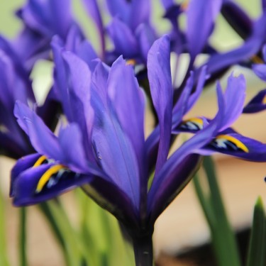 Iris reticulata 'Palm Springs'