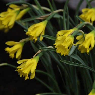 Narcissus asturiensis