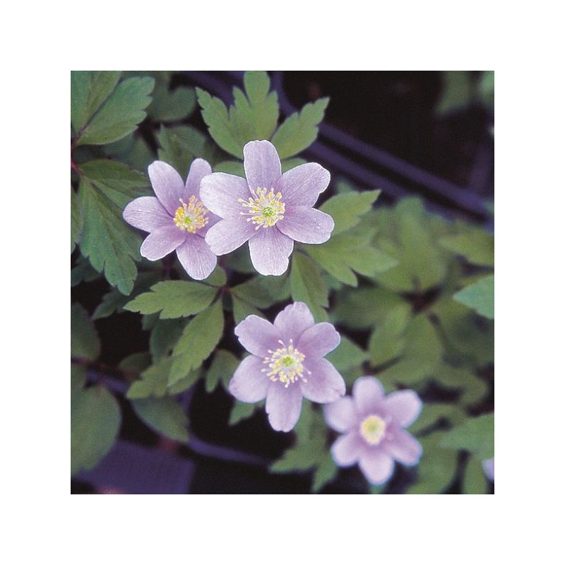 Anemone nemorosa 'Parlez Vous'
