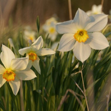 Narcissus 'Seagull'