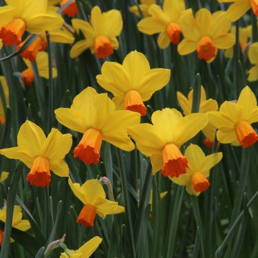 Narcissus 'Velocity'