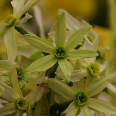 Narcissus viridiflorus II