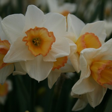 Narcissus 'Yazz'