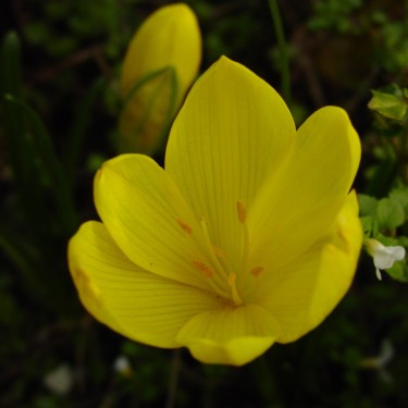 Sternbergia sicula 'Arcadian Sun'