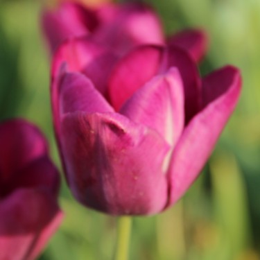 Tulipa 'Albert Tears'