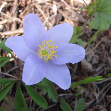 Anemone nemorosa 'Robinsoniana'