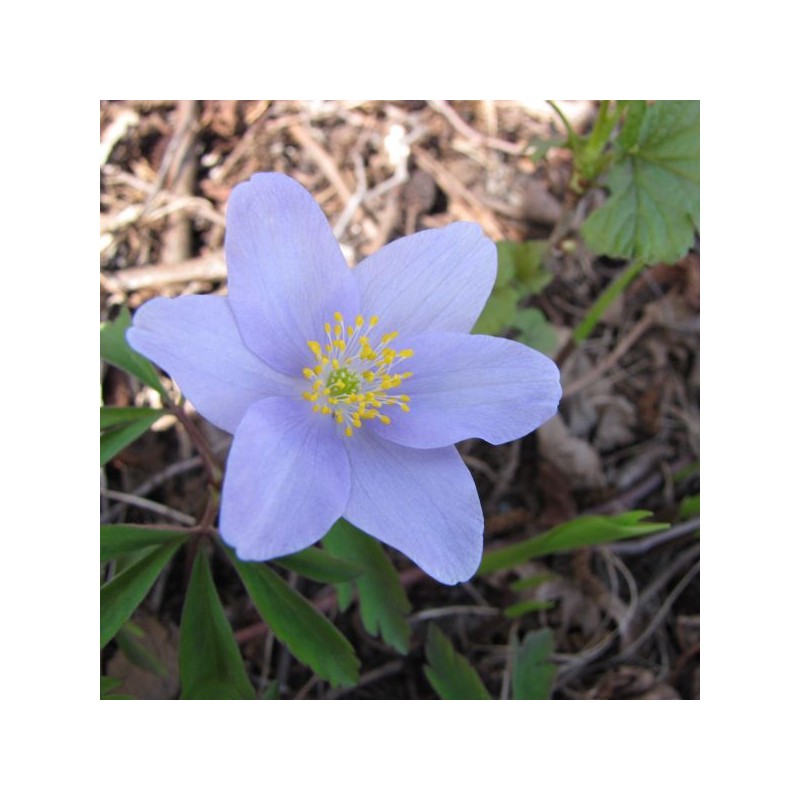 Anemone nemorosa 'Robinsoniana'