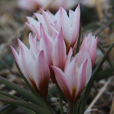 Tulipa cretica 'Archanes'