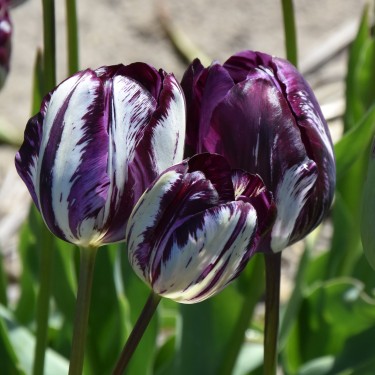 Tulipa 'Belle du Monde' -broken-