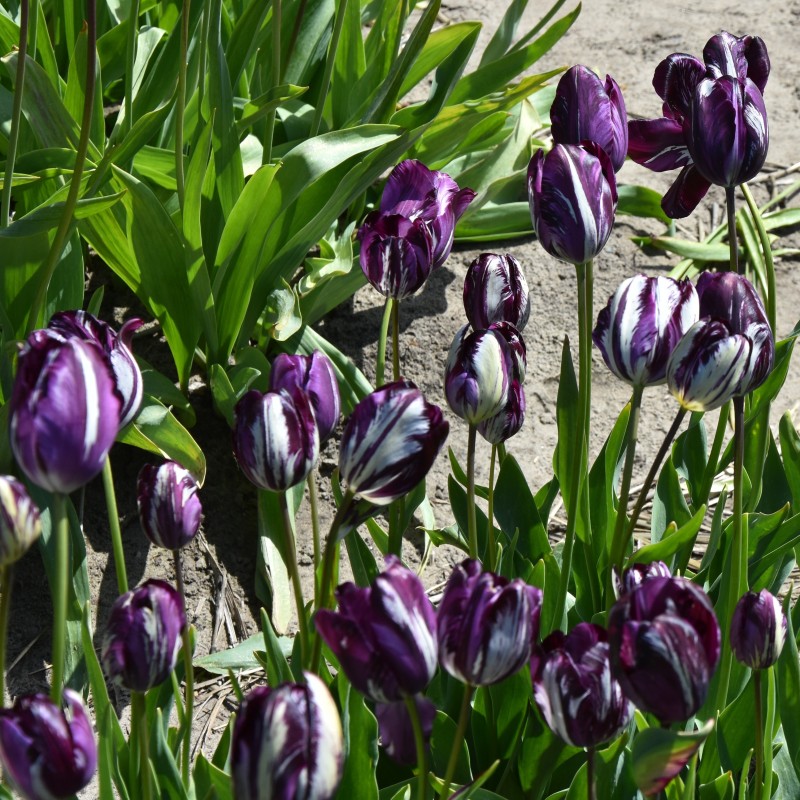 Tulipa 'Belle du Monde' -broken-