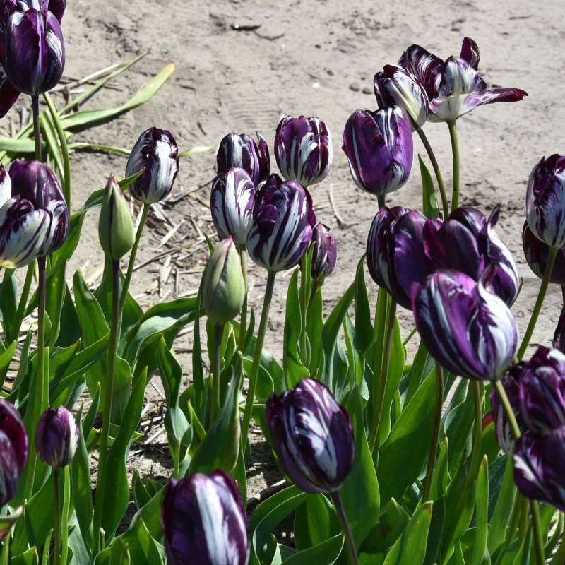 Tulipa 'Belle du Monde' -broken-