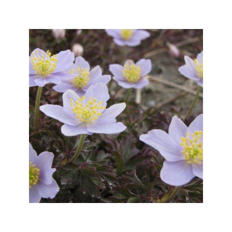 Anemone nemorosa 'Robinsoniana'