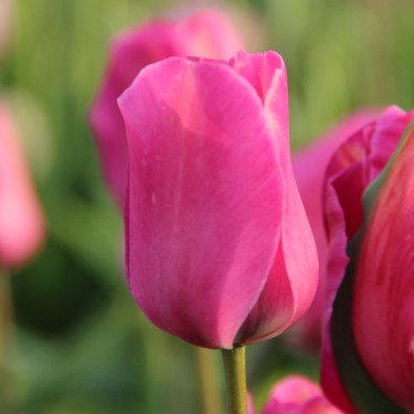 Tulipa 'Le Mogol'