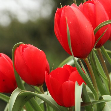 Tulipa montana