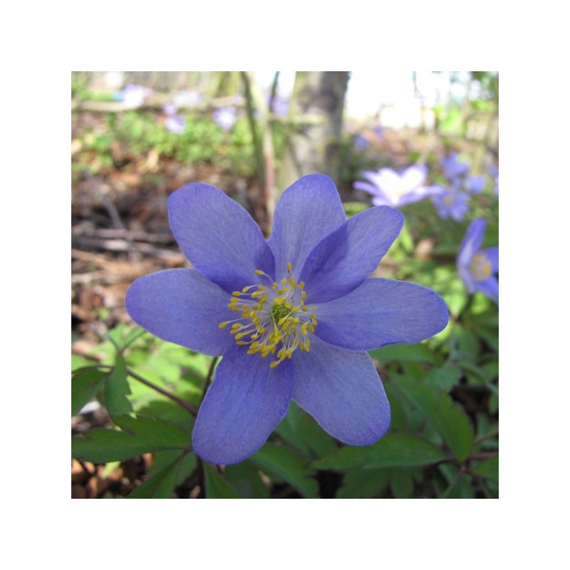 Anemone nemorosa 'Royal Blue'