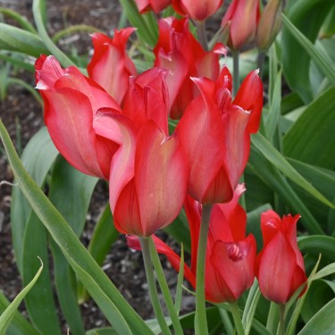 Tulipa subpraestans