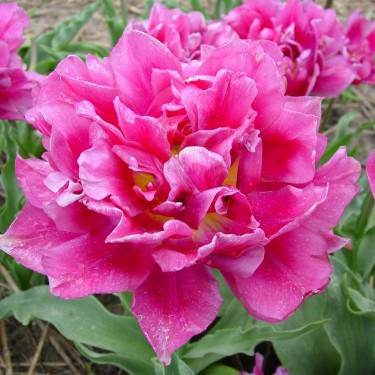 Tulipa 'Lac van Haarlem'