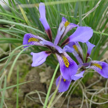 Iris unguicularis subsp. cretensis
