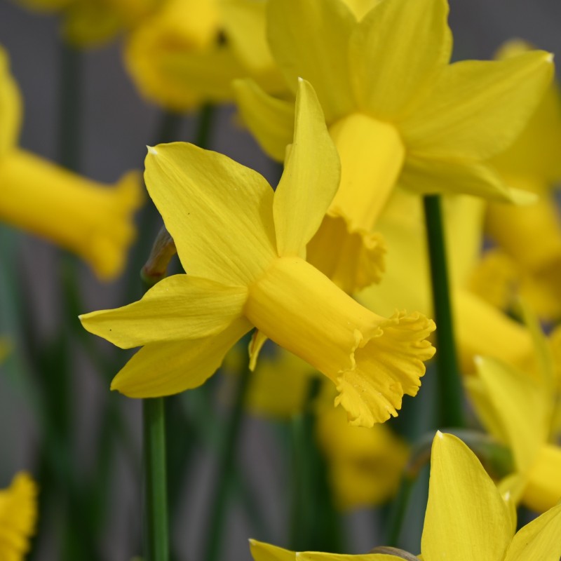 Narcissus 'Amwell Lady'