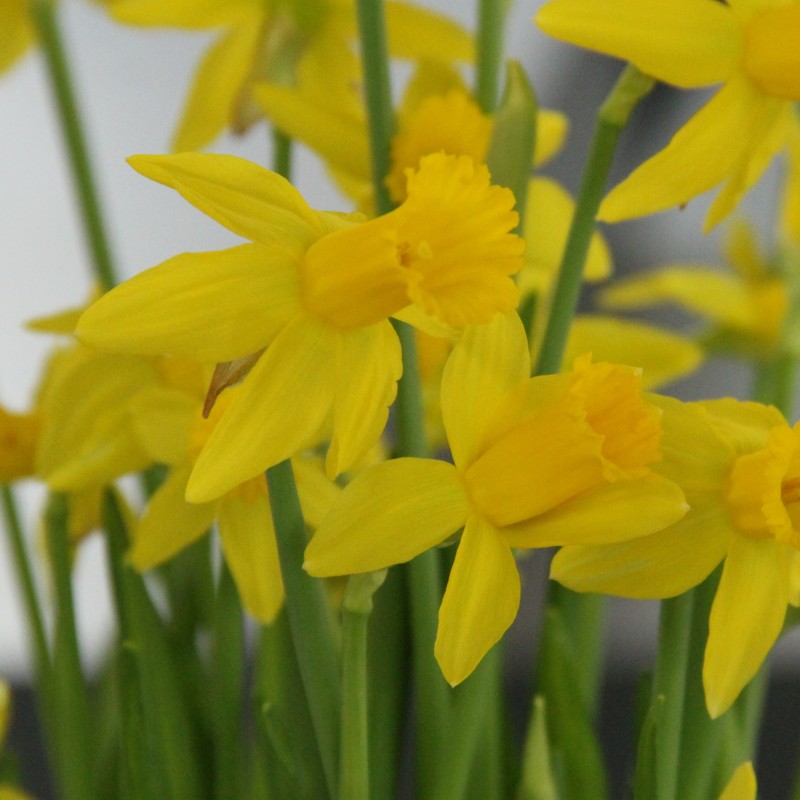 Narcissus 'Amwell Lady'