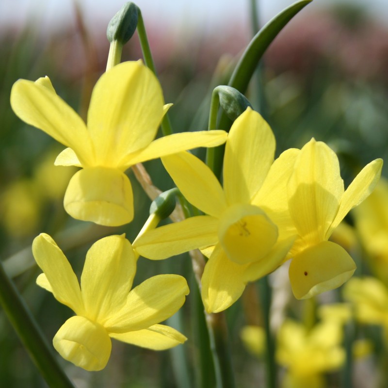 Narcissus 'April Tears' 