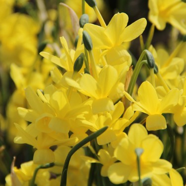 Narcissus 'April Tears' 