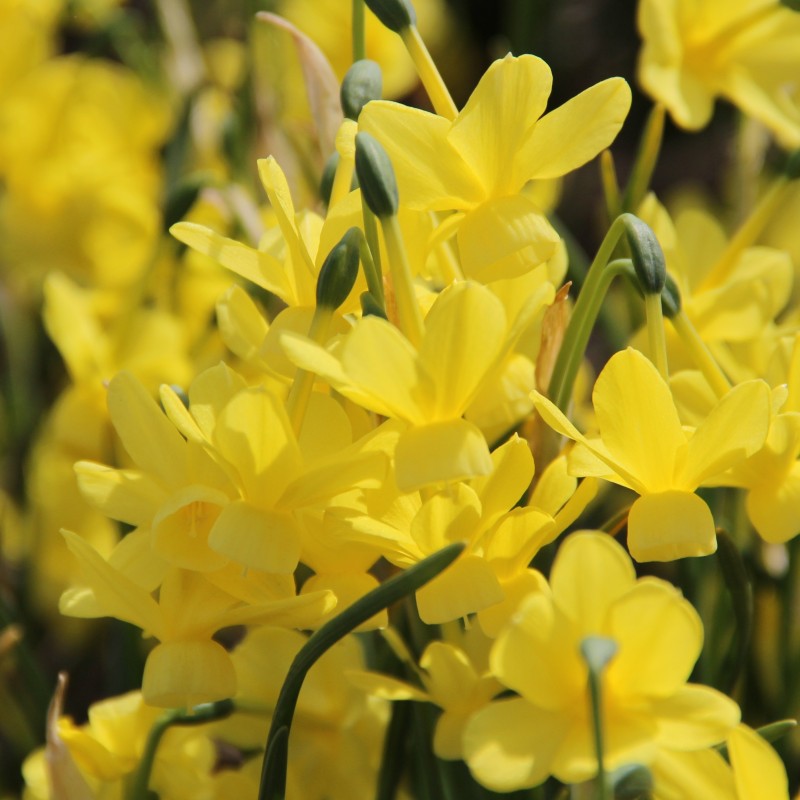 Narcissus 'April Tears' 