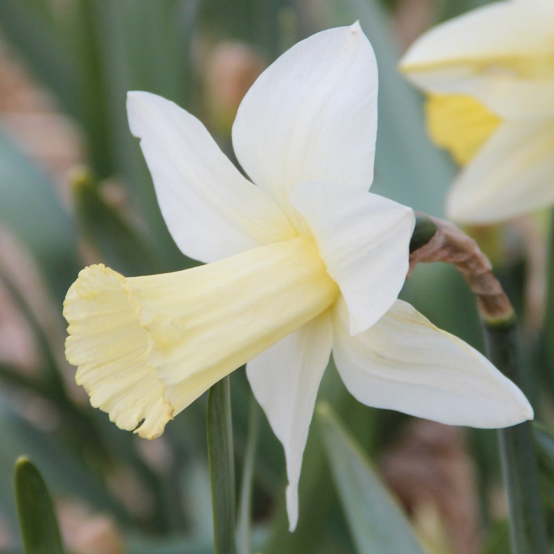 Narcissus 'Beersheba'