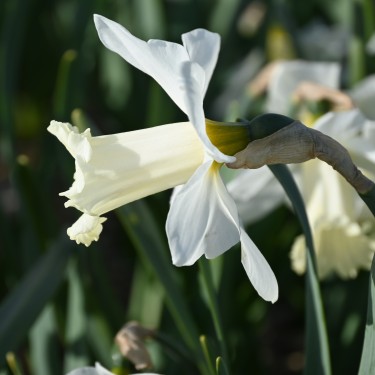 Narcissus 'Beersheba'