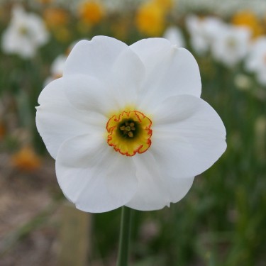 Narcissus 'Blissland'