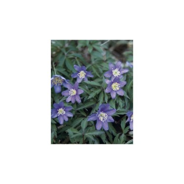 Anemone nemorosa 'Royal Blue'