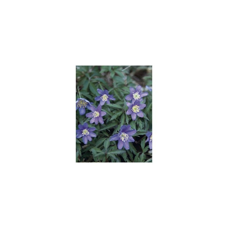 Anemone nemorosa 'Royal Blue'