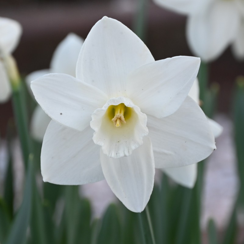 Narcissus 'Bloemendaal'