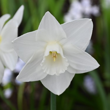 Narcissus 'Bloemendaal'